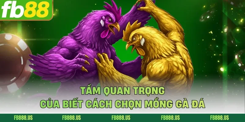 Tầm quan trọng của biết cách chọn mồng gà đá