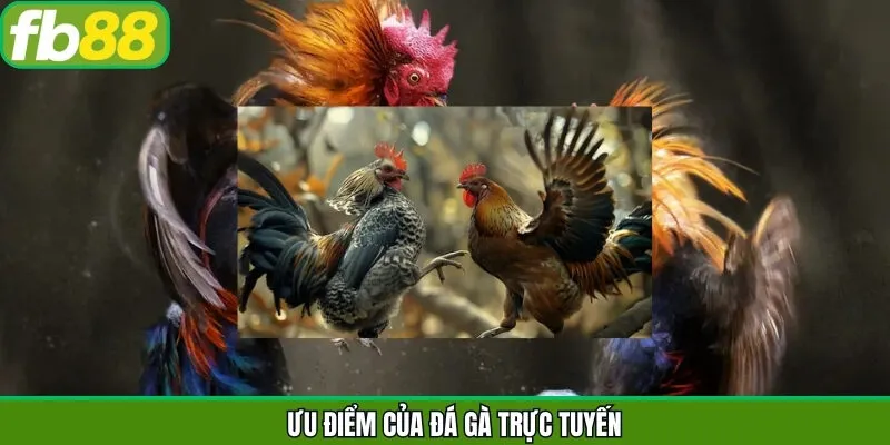 Điểm cộng giúp sảnh đá gà trực tuyến thu hút người chơi